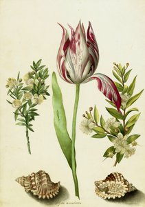 Tulp, twee takken mirte en twee schelpen, ca. 1700